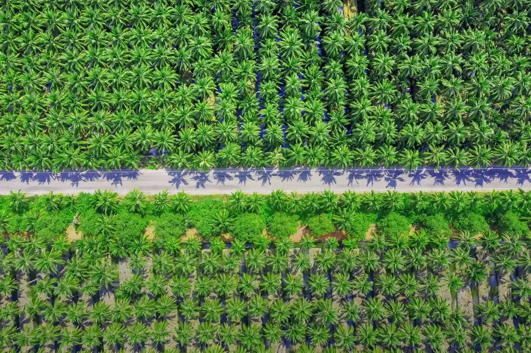 plantation-tbs-energy-utama_ASRGSn1.webp